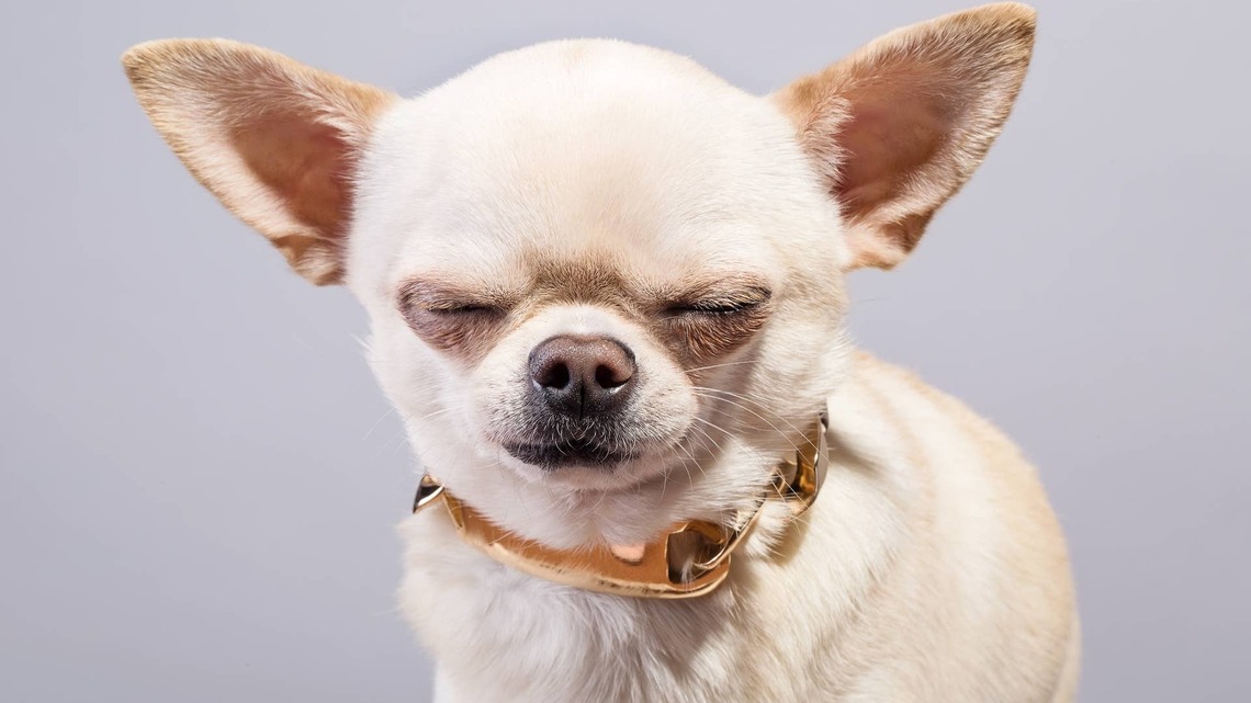 Tiny Chihuahua Looks Just Like a Little 'Egg With Legs' 