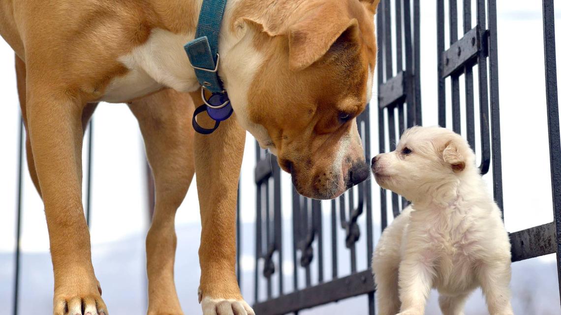 This Giant Dog Meeting His New Puppy Partner Is So Wholesome