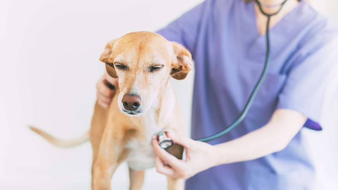Rabies Cases Are On the Rise Nationwide, but You Can Protect Your Pet With This Veterinarian's Life-Saving Tips 