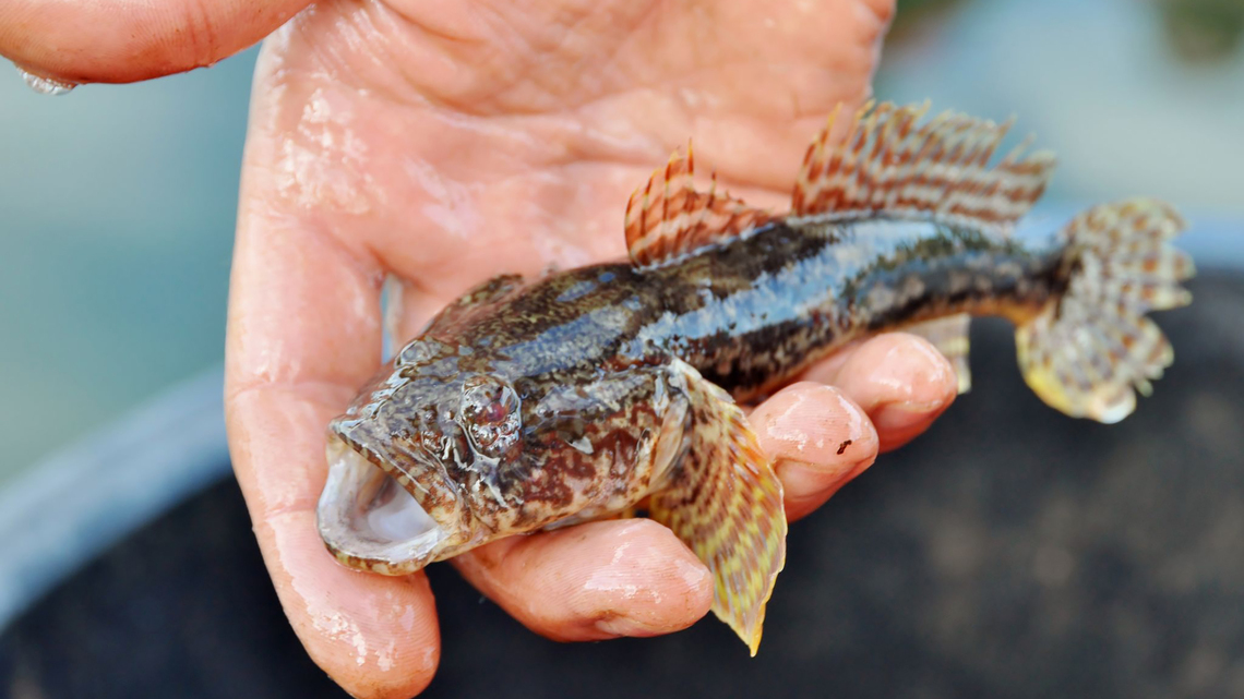 Join a fisherman laboring to make a living on the Moselle River 