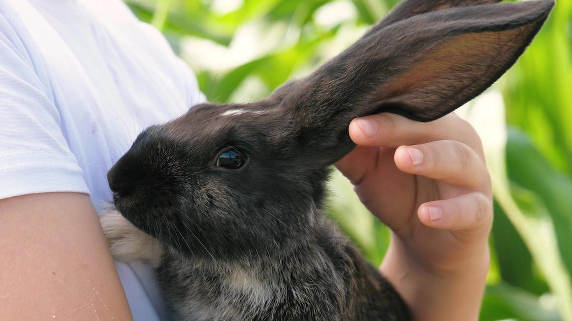 Unique Bunny Is Dog-Sized and Honestly, We're Not OK