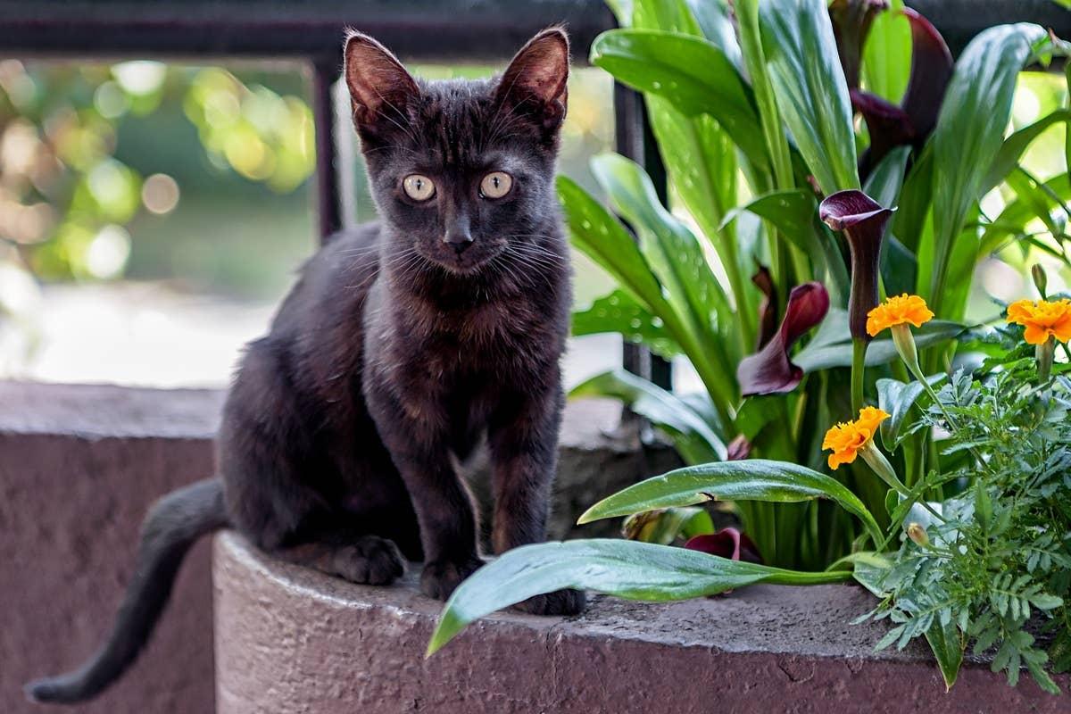  An attention-seekng cat breed that can be difficult for first-time owner.