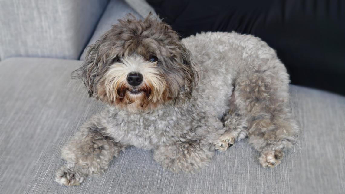 Mini Poodle Hyping Herself up Before Epic Jump Is Total Boss Babe Energy 