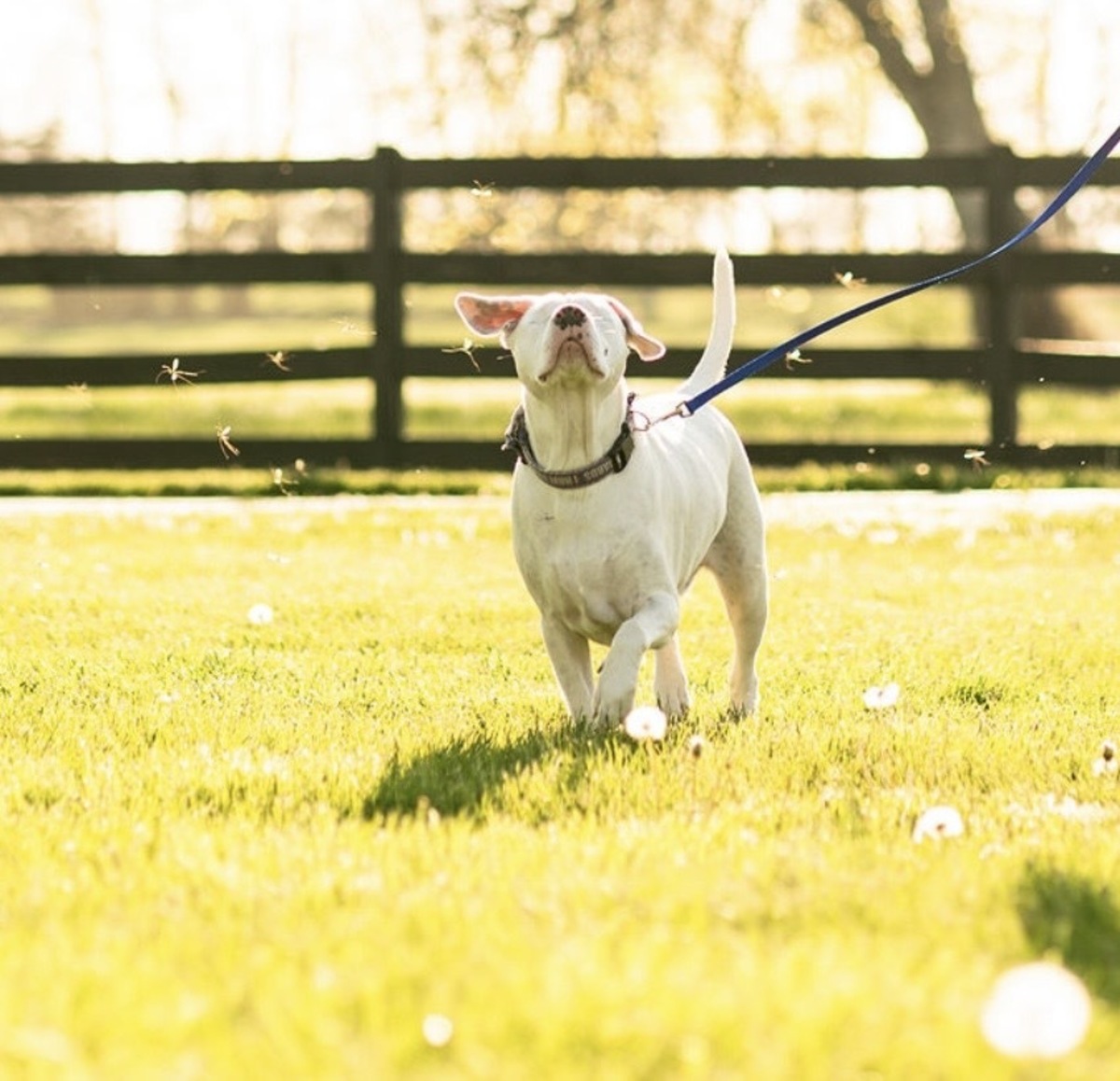 The sweet dog navigates the world with his other senses and a heart of goldBethany Van Meter