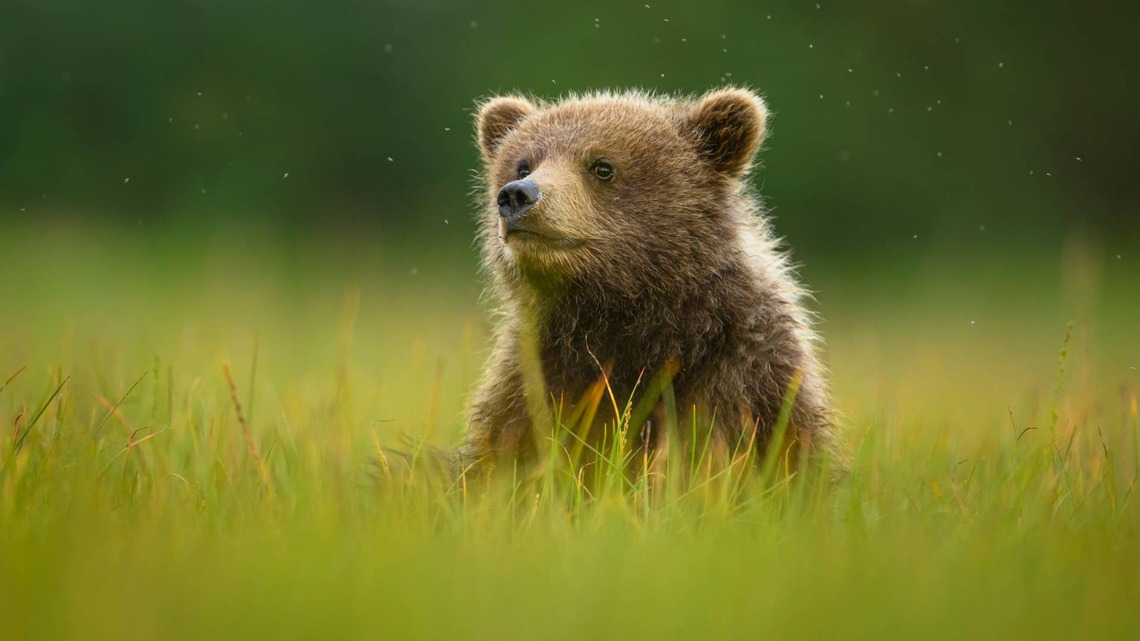 Bear Cub Breaks Into a Colorado House and Sets Up Shop on the Couch: ‘I Would've Let Him Stay' 