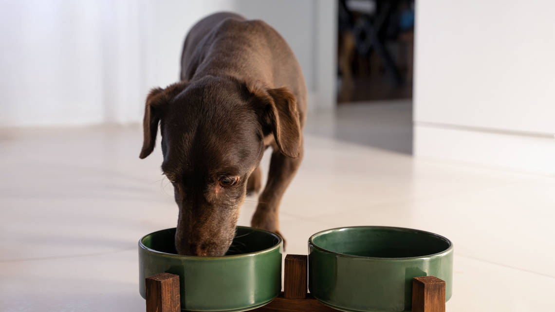 Dog food, pet medicine sold in WA recalled. What owners should know