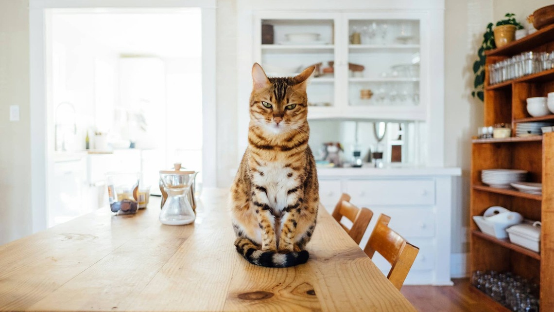 8 Human Foods You Didn't Know Were Highly Toxic to Cats 