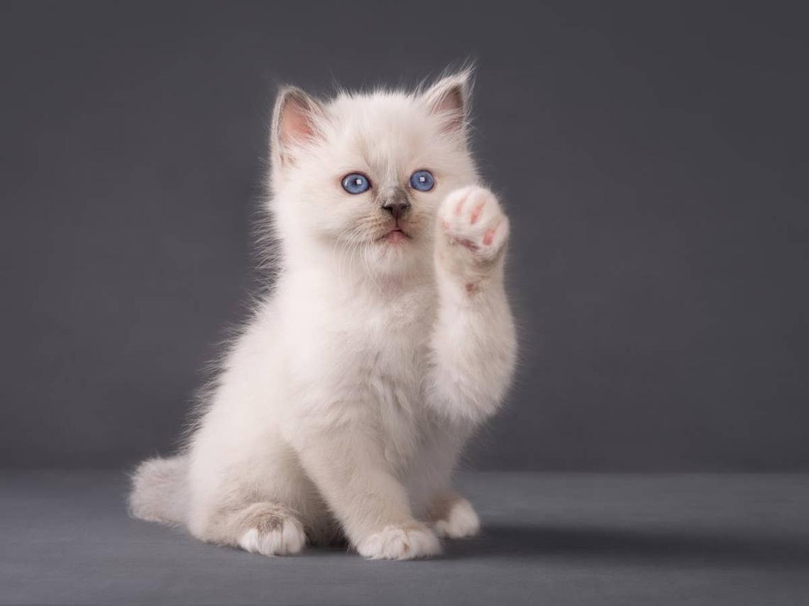  A sweet October birth month kitten. 