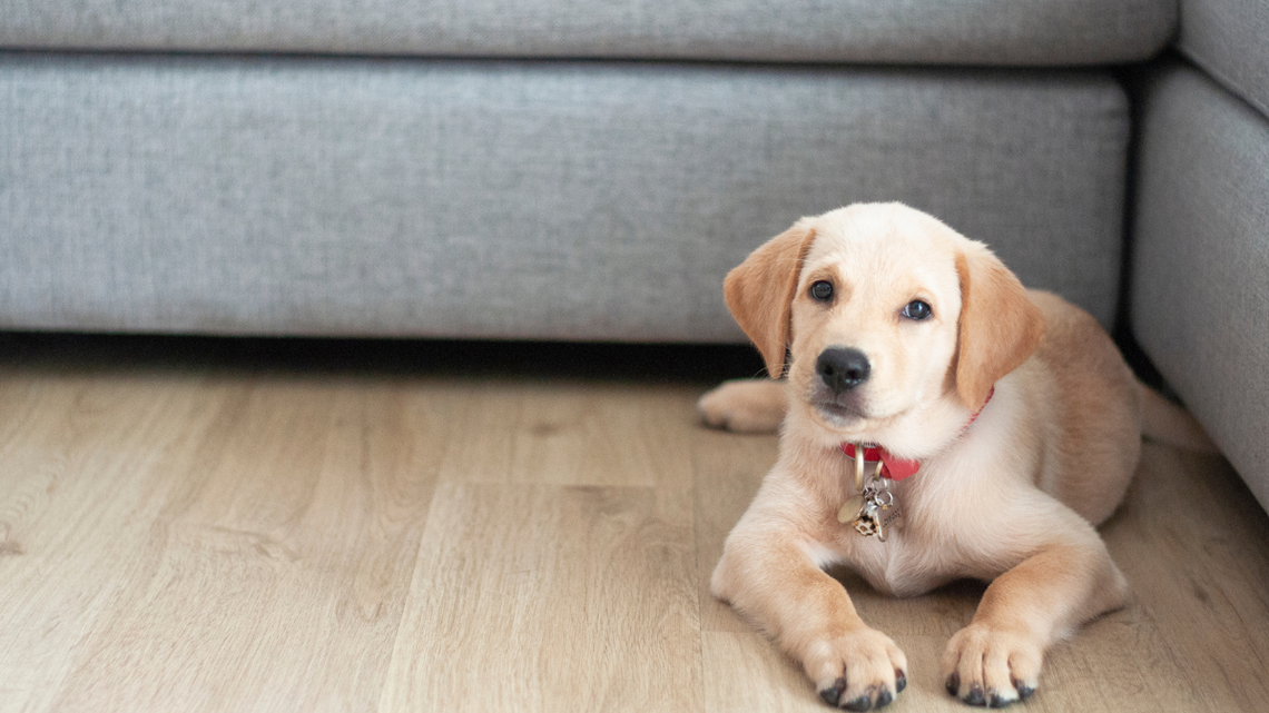 Clever Labrador ‘Holds Out' on Fetch Until the Perfect Treat Deal Is Made 