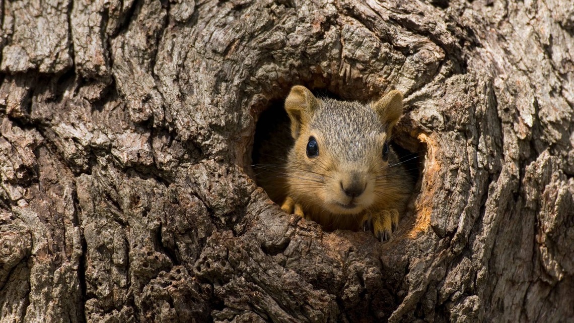 Mama Squirrel Finds a Snake in Her Nest and Immediately Stands on Business