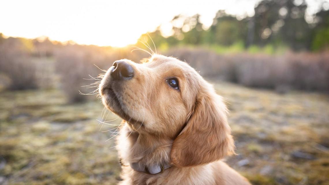 Golden Retriever Puppy Sees First Sunrise and Realizes How Big the World Is 