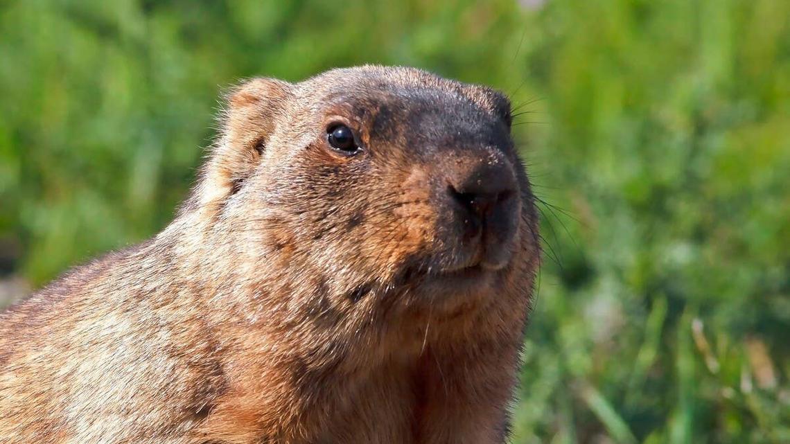 Groundhog Completely Loses It During a Nail Trim, and the Video Is Going Viral 