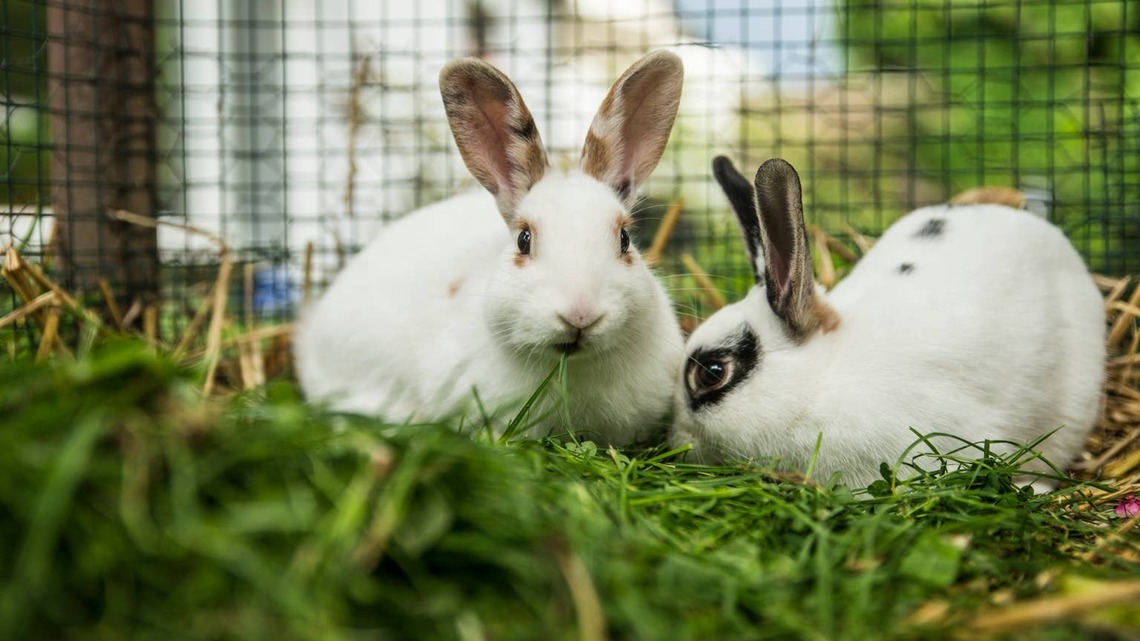 Two Bunnies Enjoy the Most Delicious Picnic, and We're Absolutely Obsessed 