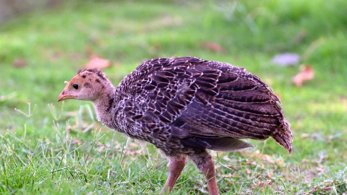 Chick or baby turkey (Poult). 