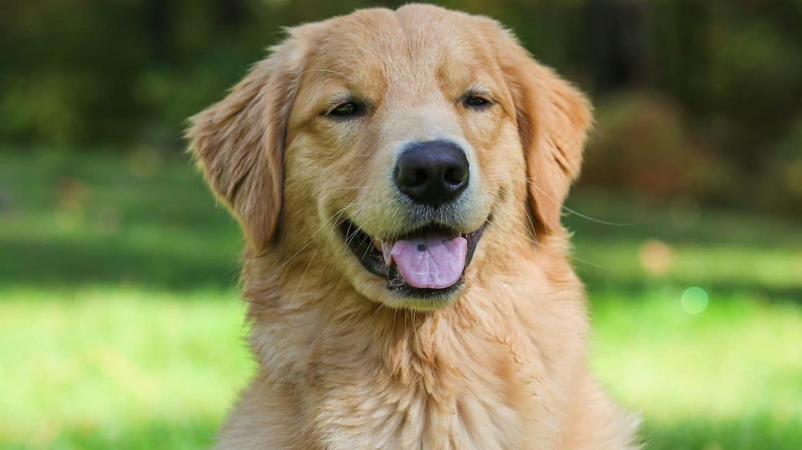 Golden Retriever Endlessly Squeaking His Favorite Toy Is the Picture of Happiness 