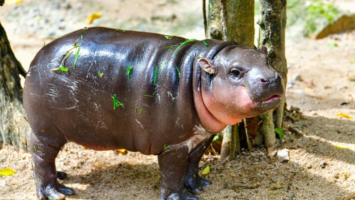 The Look a Baby Pygmy Hippo Gives the Caretaker When She Bothers Him While He's Snacking Is Priceless 