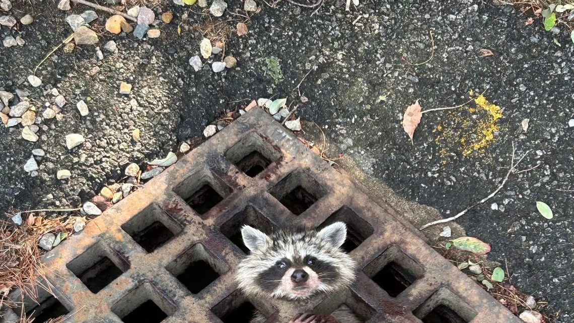 Massachusetts raccoon's 'grate' adventure ends with return to the wild 
