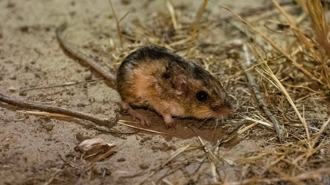 San Diego Zoo Helps Thumb-Sized Mice Make a Comeback 20 Years in the Making 