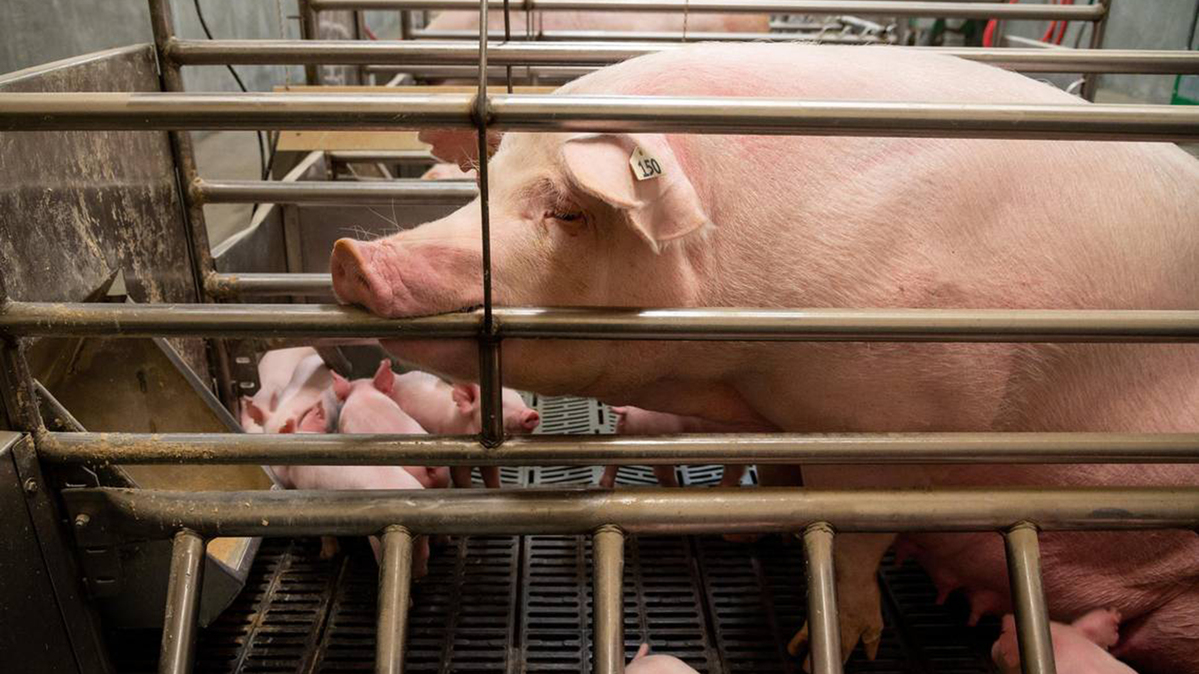 A sow in the the farrowing room at the UC Davis Swine Center sits up in her pen with her baby pigs around on Friday, Dec. 13, 2019, in California. (Xavier Mascareñas/The Sacramento Bee/TNS)