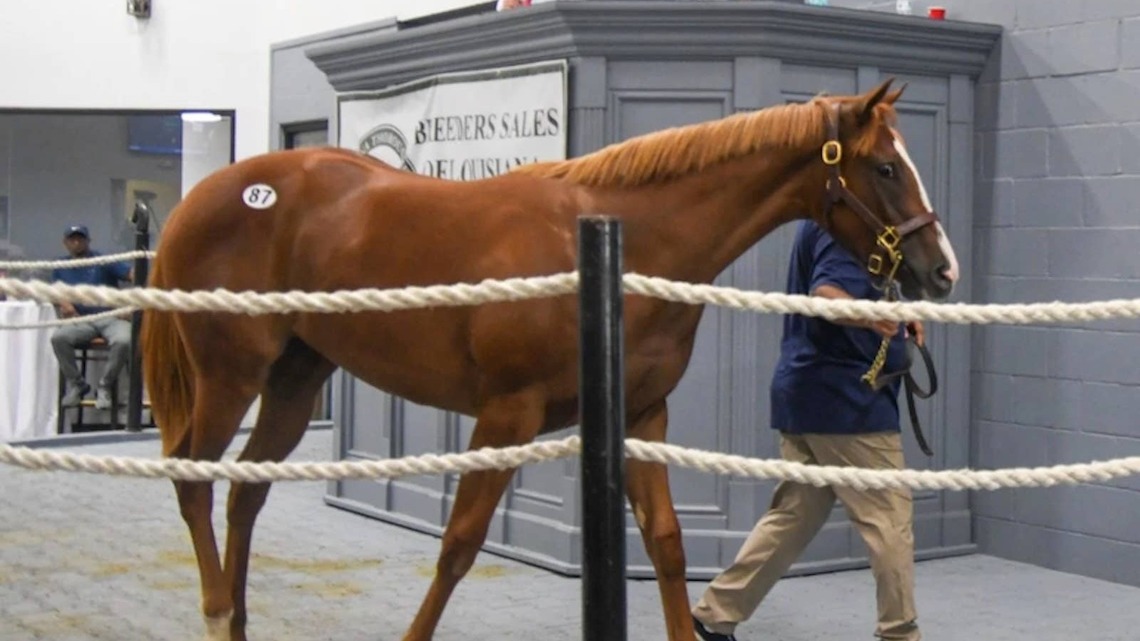 New Format Sees Near Tripling Of Gross Receipts At Breeders Sales Of Lousiana 