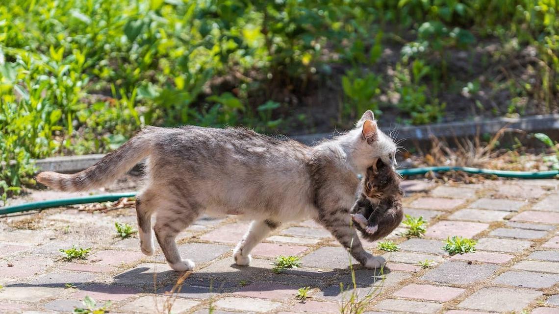 A cat eating some fried chicken.