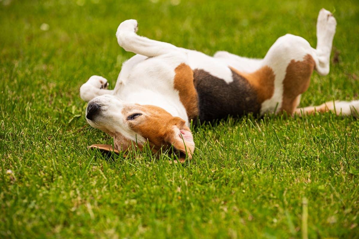  A dog rolling around because he has fleas.