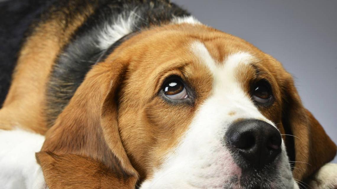 Sad looking Beagle lying on the ground.
