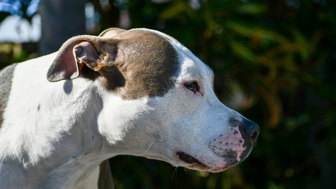Pit Bull Mix Has Waited 2 1/2 Years for a Home and Just Needs Someone 'Willing to Get to Know Him' 
