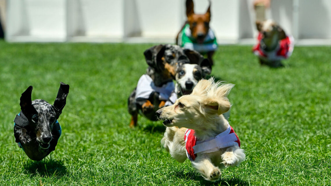 Dogtoberfest? Celebrate Tri-Cities’ first wiener dog festival