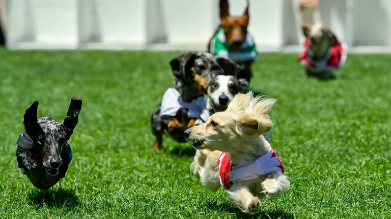 Dogtoberfest? Celebrate Tri-Cities’ first wiener dog festival