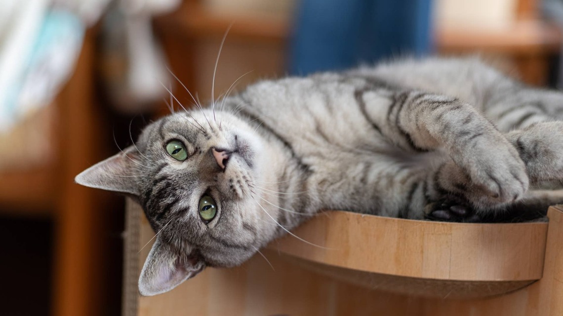 Super-Excited Mama Cat Can't Stop Kissing New Foster Kittens