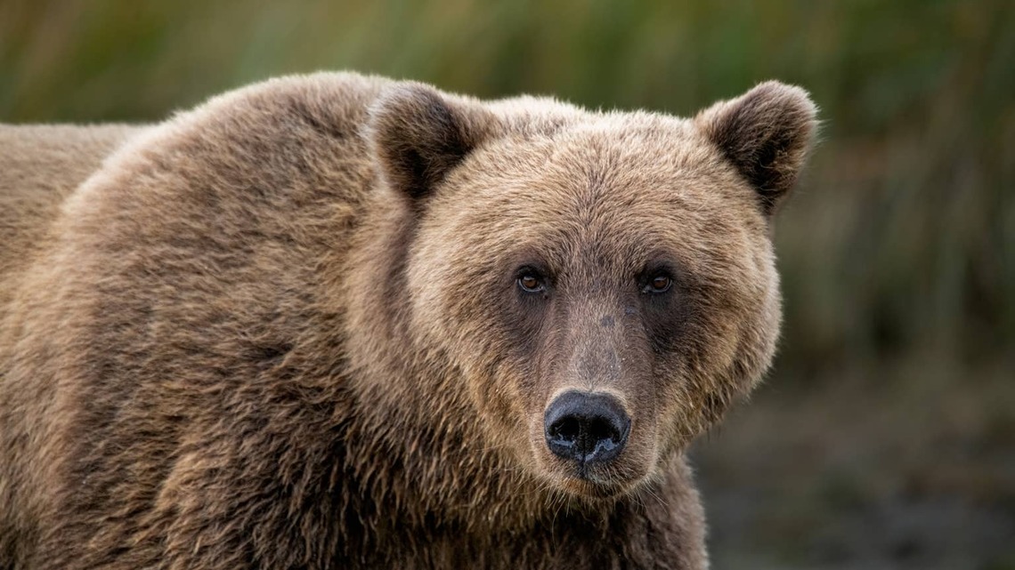 Hikers' Calm Reaction During Grizzly Bear Encounter in Alaska Deserves a Round of Applause 