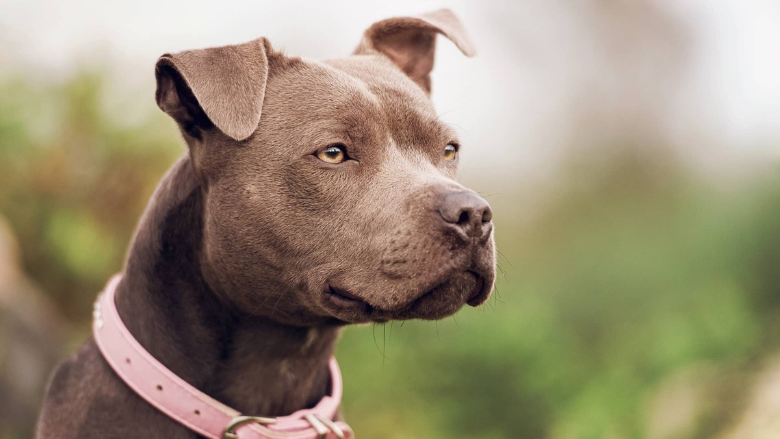 Relax and Watch This Pit Bull Get a Stunning Honey-Inspired Manicure 
