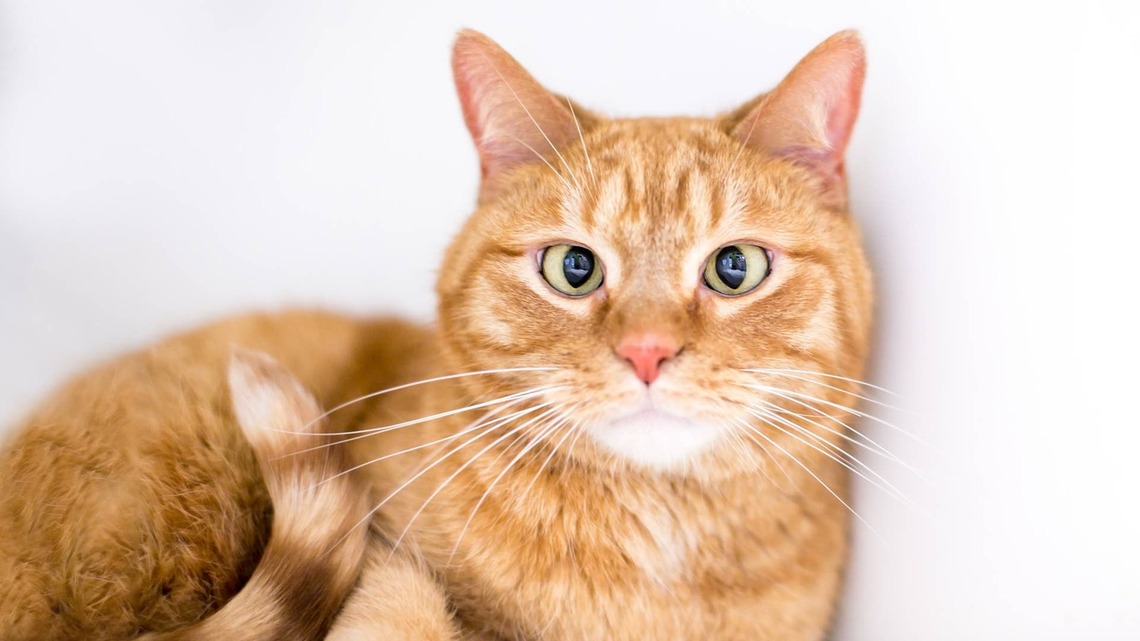 Cross-Eyed Orange Cat Watches the ‘Ghost Paper Trend' and Everyone Falls in Love 