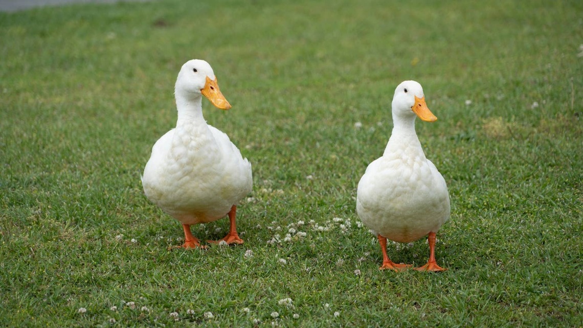 Duck Clings to Her Human Mom for Comfort Just Like a Little Kid After Losing Her Beloved Best Friend 