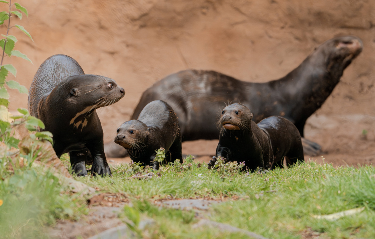  (Chester Zoo via SWNS) 
