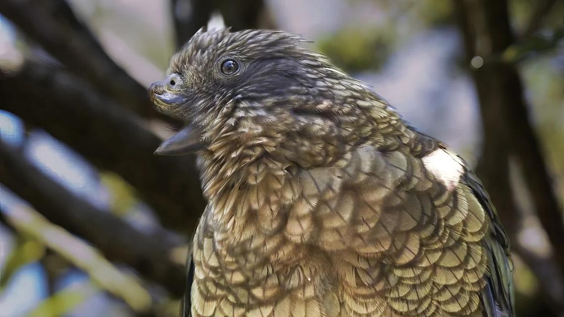 This Parrot Lost Half His Beak—Then Became the Undisputed Boss of a Wildlife Reserve