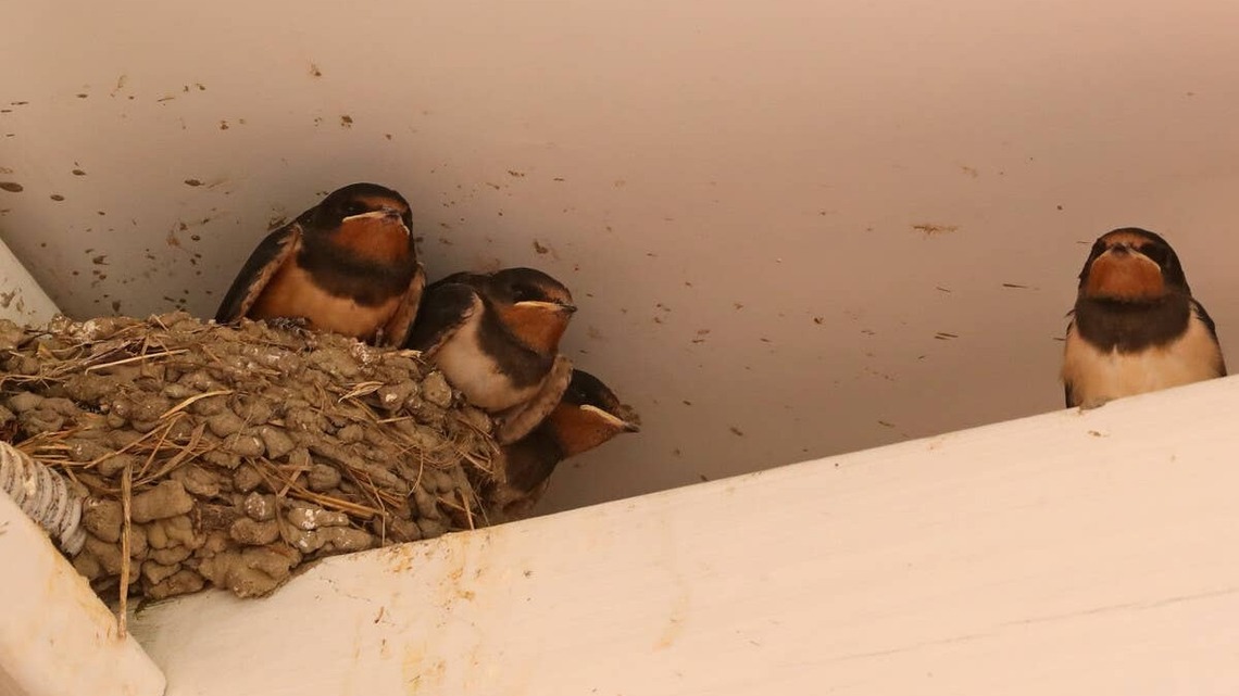 How to Keep Birds Out of Your Attic This Fall (And the #1 Thing Not to Do), According to Experts 