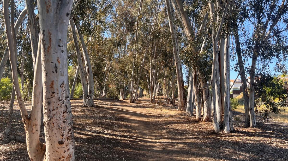 Damon Lane County Park's shady eucalyptus grove. (Maura Fox/The San Diego Union-Tribune/TNS)
