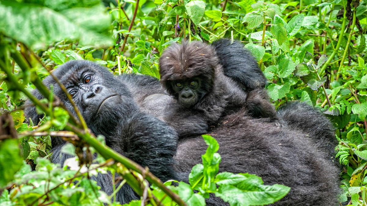 A female mountain gorilla with her young baby, they are a part of a group of the rare Mountain Gorillas (gorilla beringei beringei) in Volcanoes National Park in the Virunga Mountains.