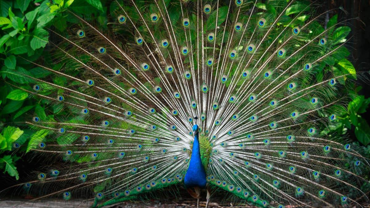 Beautiful peacock showing off his tail feathers.