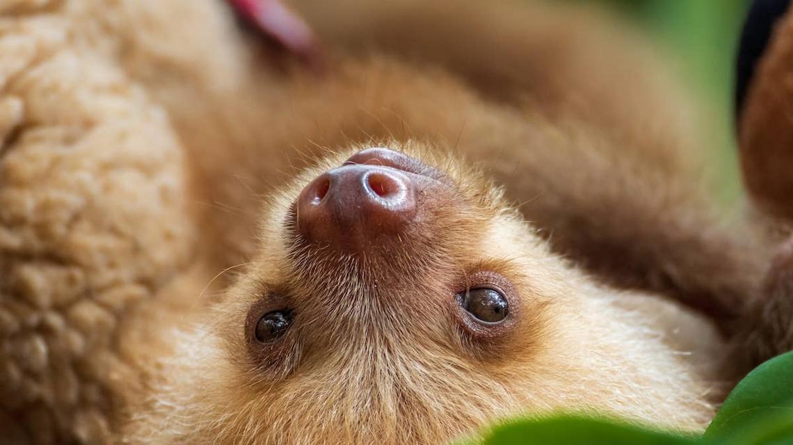Michigan's Binder Park Zoo Is Holding a Naming Contest for Its New Baby Sloth 