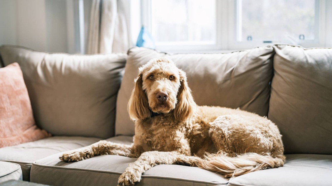 Mom Grooms Her Goldendoodle Herself and Winds up With a 'Warthog Who Lost a Fight With a Lawn Mower' 