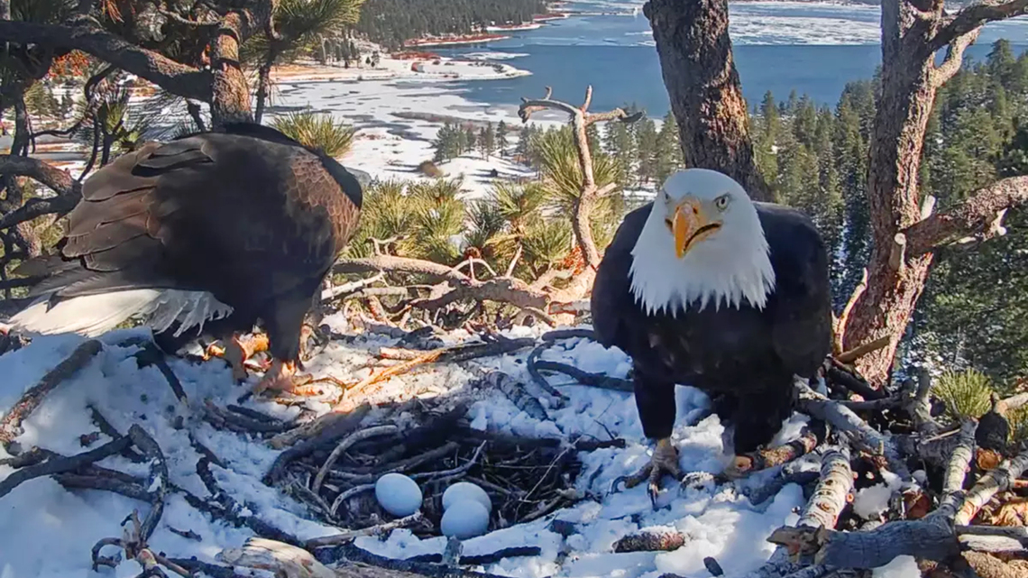 Rescued Big Bear bald eagle Jackie is 'stable,' wildlife nonprofit says 