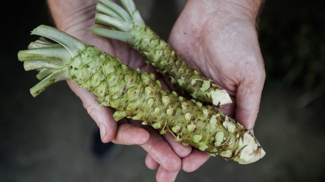 Half Moon Bay Wasabi co-owner Jim Murphy holds wasabi roots on March 27, 2026, in Half Moon Bay. (Dai Sugano/Bay Area News Group)