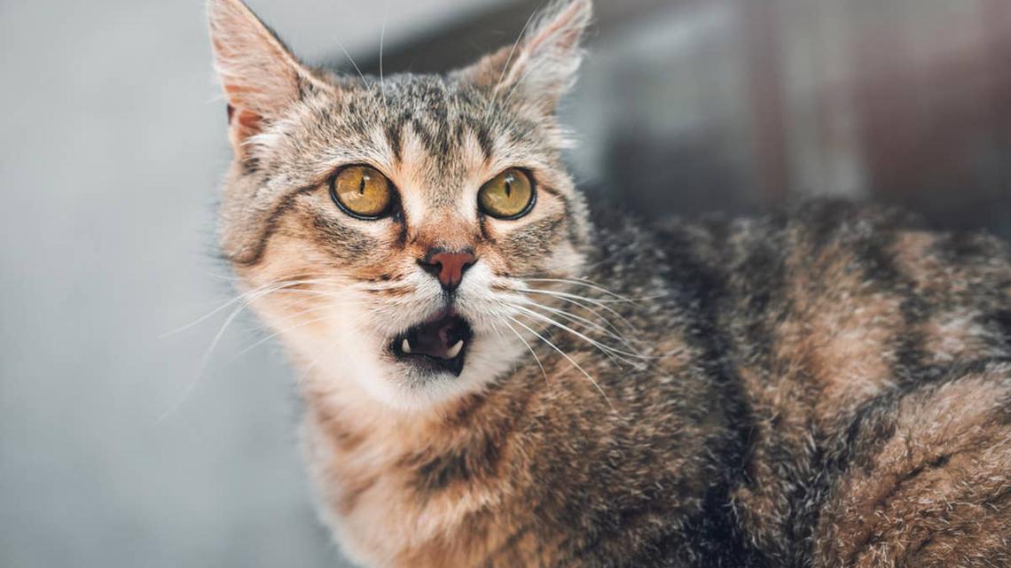 Tabby Cat Smells Another Cat on Mom-and the Reaction Is Immediate 
