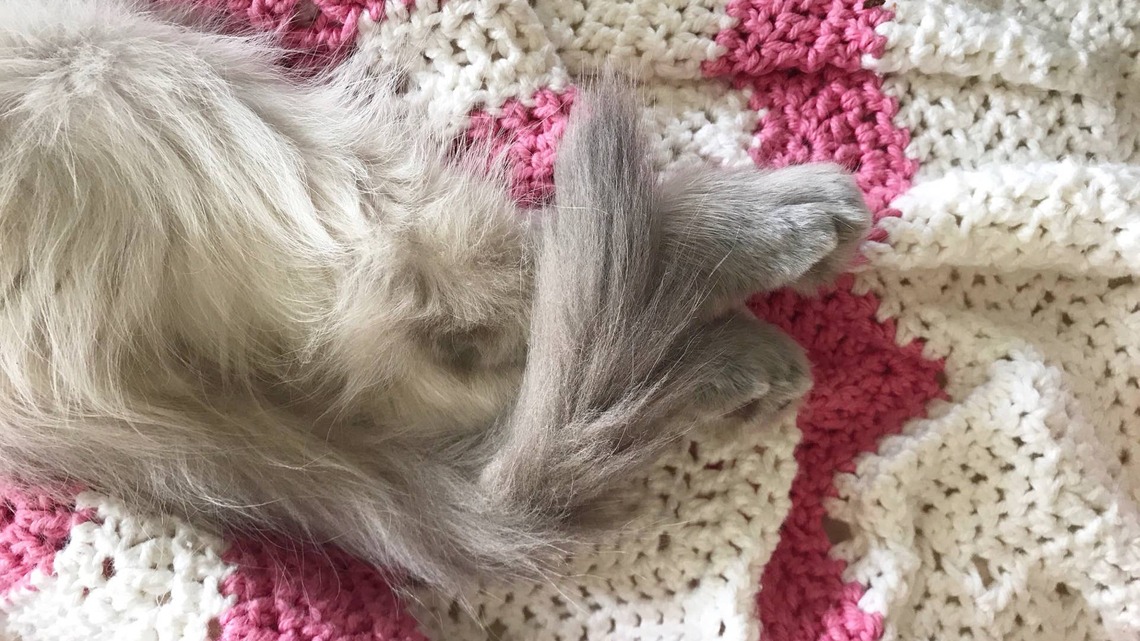 Enormously Yummy Ragdoll Cat Is the Quirkiest Ball of Fluff 