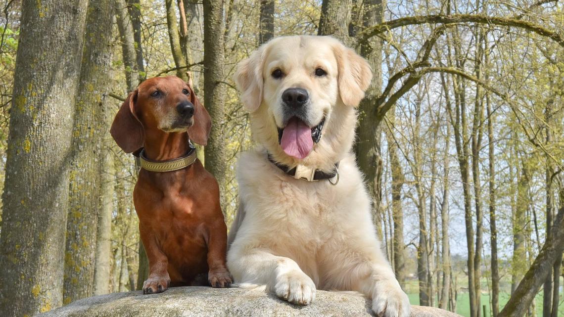Golden Retriever Crashes a Dachshund-Only Meetup and Tries To Fit In 