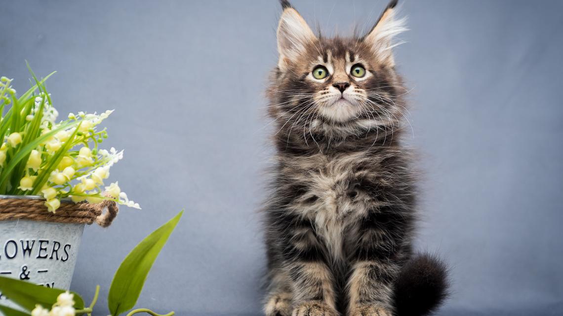 Maine Coon Kitten's Unusual Trill Has People Asking What They're Hearing 