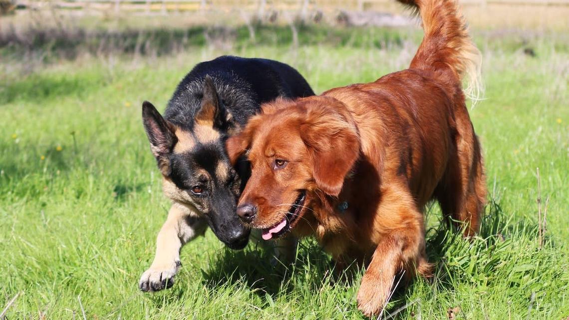 Golden Retriever and German Shepherd Meet on a Walk-and Instantly Become Best Friends 
